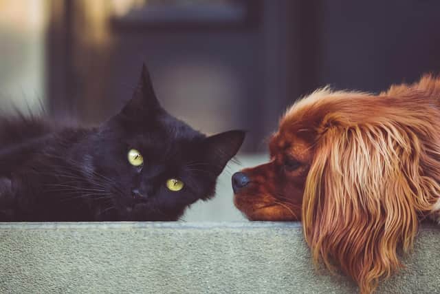 Have Cats Become More Affectionate in Lockdown? New Research Shows the Impact of the Pandemic on Pets