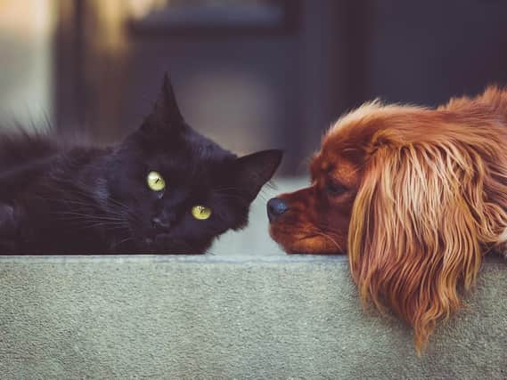 Have Cats Become More Affectionate in Lockdown? New Research Shows the Impact of the Pandemic on Pets