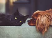 Have Cats Become More Affectionate in Lockdown? New Research Shows the Impact of the Pandemic on Pets