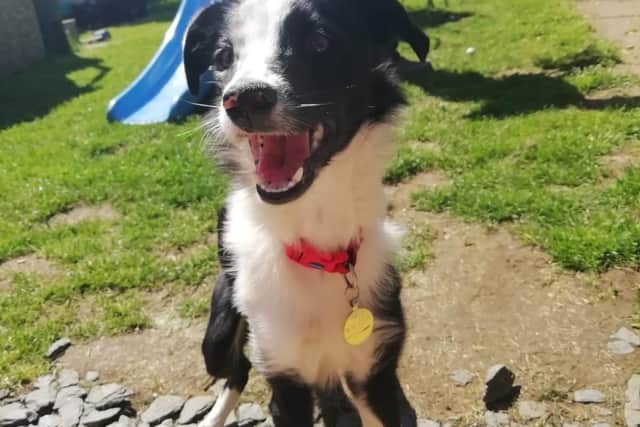 Sarah Drayton's puppy, Wilbur. EMN-210507-173030001