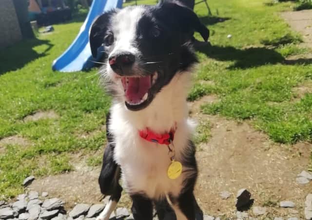 Sarah Drayton's puppy, Wilbur. EMN-210507-173030001