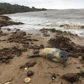 This two-day-old seal was found washed up on the beach at Gibraltar Point in Skegness.