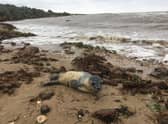 This two-day-old seal was found washed up on the beach at Gibraltar Point in Skegness.