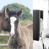 Bransby Horses' Big Sing project.