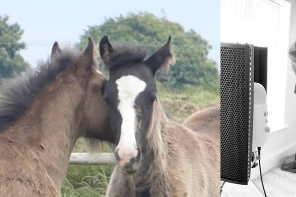 Bransby Horses' Big Sing project.