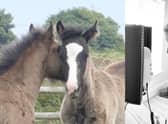 Bransby Horses' Big Sing project.