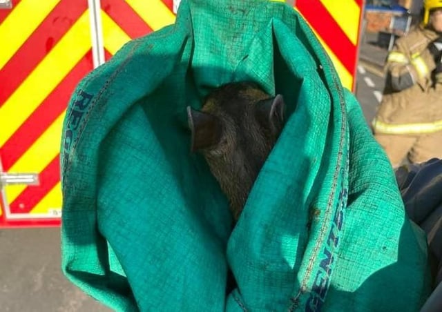 Lincolnshire Fire and Rescue released a trapped muntjac from a drain in Horncastle. Picture: John Taylor. EMN-210713-145009001