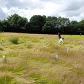 TCV volunteers check on recently planted trees off Collinson Avenue, Scunthorpe (Picture: Kayley Rankin)