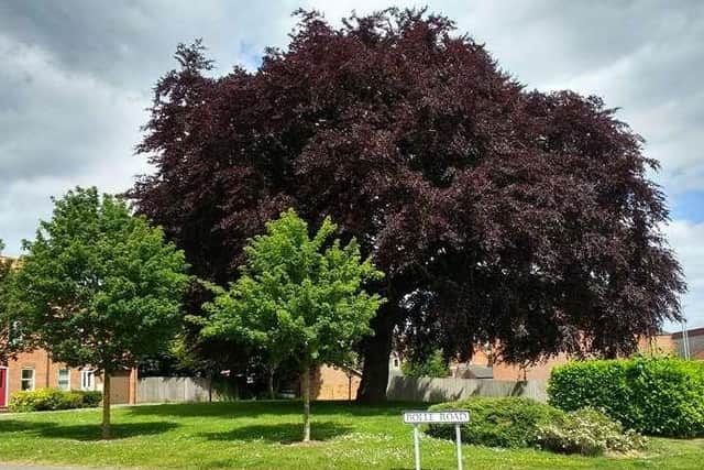 The winning Copper Beech tree on Newbridge Hill.
