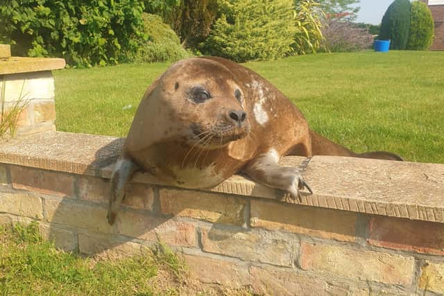 Seal off the area, there's an intruder in the garden! Dandy pays a visit to a Billinghay resident. EMN-210720-170201001