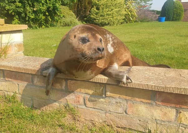 Seal off the area, there's an intruder in the garden! Dandy pays a visit to a Billinghay resident. EMN-210720-170201001