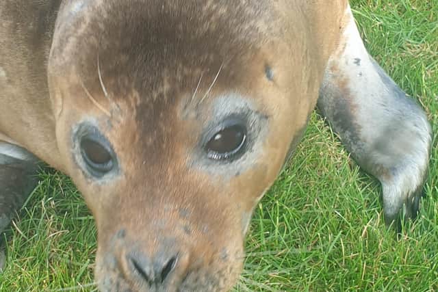 An unexpected morning visitor on a Billinghay patio. EMN-210720-170237001