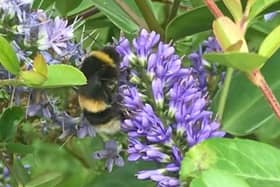 The LBKA has said people can help bees by planting pollen and nectar rich flowers in their gardens.