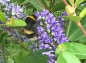 The LBKA has said people can help bees by planting pollen and nectar rich flowers in their gardens.
