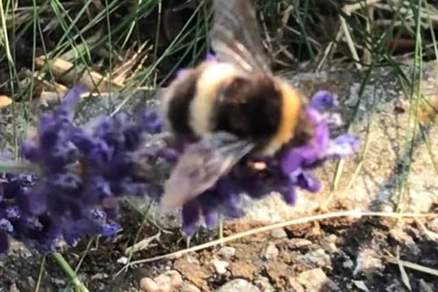 The LBKA has said people can help bees by planting pollen and nectar rich flowers in their gardens.