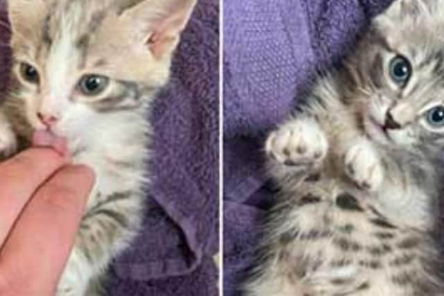 The abandoned kittens. Photo: RSPCA