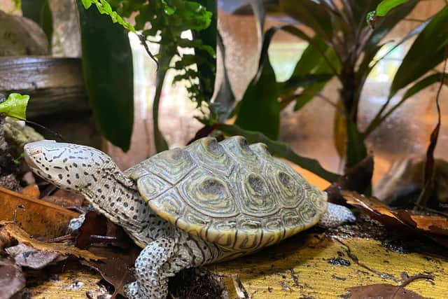 The  small inquisitive species stood out a mile as it was the sanctuary's  first diamondback terrapin.