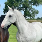 Bransby Horses is delighted to announce the arrival of two ex-Greater Manchester Police (GMP) horses into their care - 18-year-old Irish Draught, Captain, and 17-year-old Irish Sport, Steele.