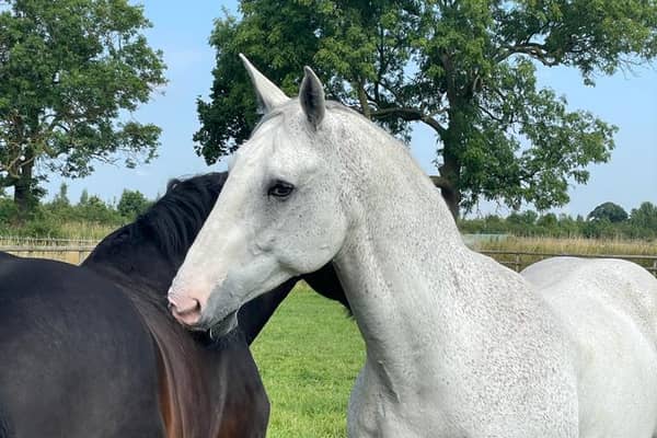 Bransby Horses is delighted to announce the arrival of two ex-Greater Manchester Police (GMP) horses into their care - 18-year-old Irish Draught, Captain, and 17-year-old Irish Sport, Steele.