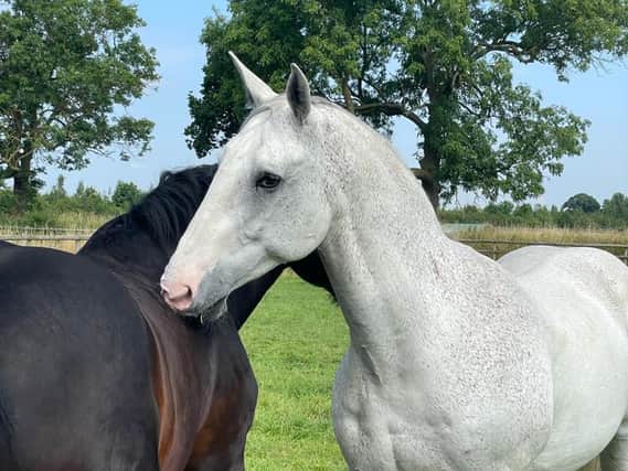 Bransby Horses is delighted to announce the arrival of two ex-Greater Manchester Police (GMP) horses into their care - 18-year-old Irish Draught, Captain, and 17-year-old Irish Sport, Steele.
