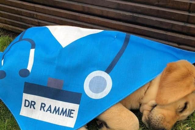 Rammie the therapy puppy takes a nap under a NHS bandana.