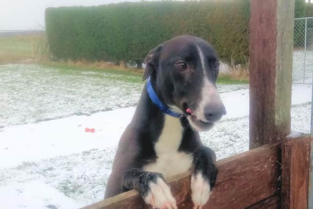 A fashion show is being held to raise funds for the Fenbank Greyhound Sanctuary.