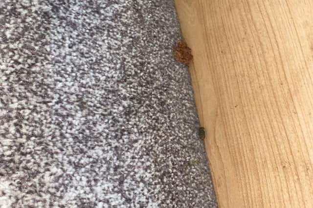 The floor of a caravan on arrival.