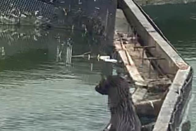 An otter has been spotted in Skegness boating lake.