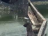 An otter has been spotted in Skegness boating lake.