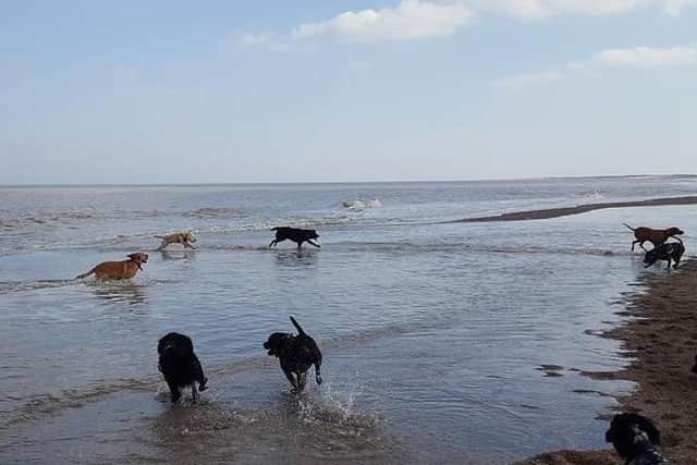 Views are sort on order that protects public spaces, included beaches where there is a dog ban.