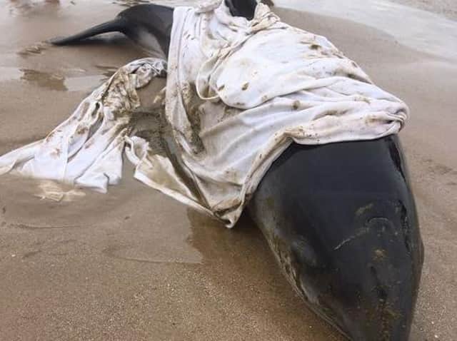 This porpoise sadly died after being stranded on the beach. Photo: Ed Martin.