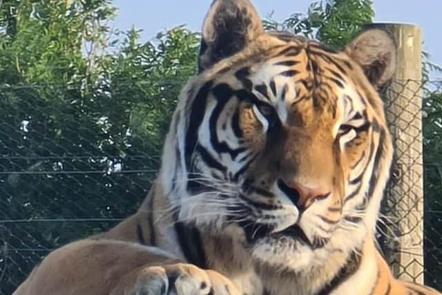 The Bengal tigers have arrived at Wolds Wildlife Park.