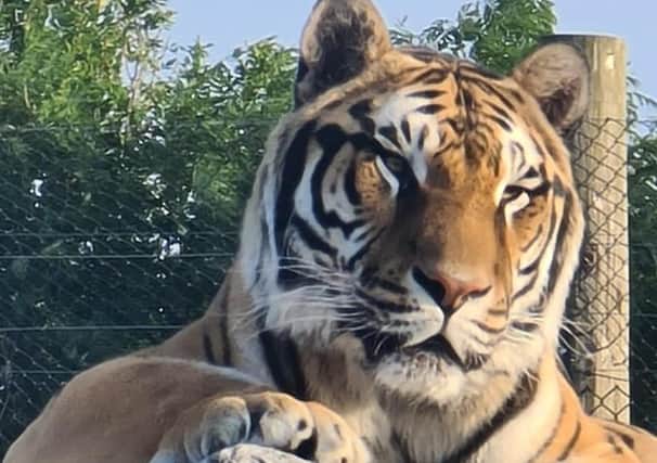 The Bengal tigers have arrived at Wolds Wildlife Park.