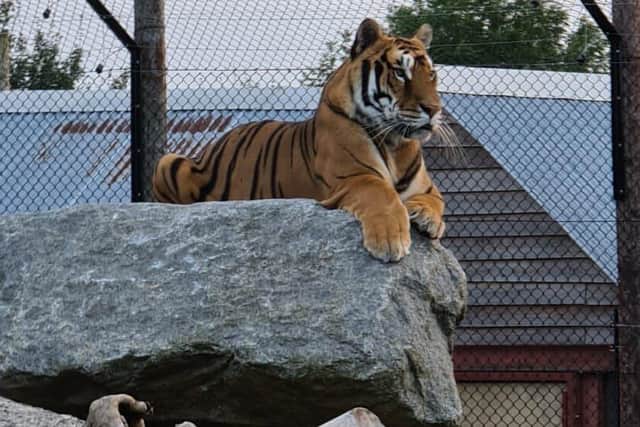 The Bengal tigers have arrived at Wolds Wildlife Park from Heythorp Zoological Centre.