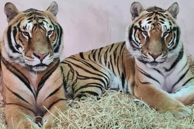 The Bengal tigers have arrived at Wolds Wildlife Park from Heythorp Zoological Centre.