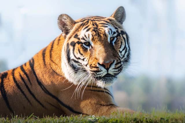 The tigers are called Assam and Bengal.