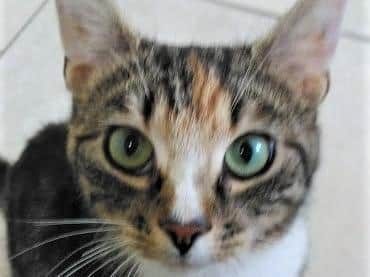 Leoni and her five tiny kittens were discovered in a garden at Croft Bank