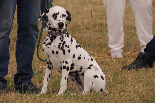 PCC Marc Jones welcomed the announcement that a new law will recognise pets are valued as more than property following a reported rise in pet thefts during the pandemic. Stock photo. EMN-210709-134857001