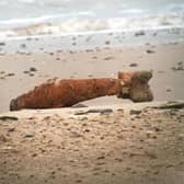 A practice bomb was found on Gibraltar Point beach in Skegness by a dog walker.