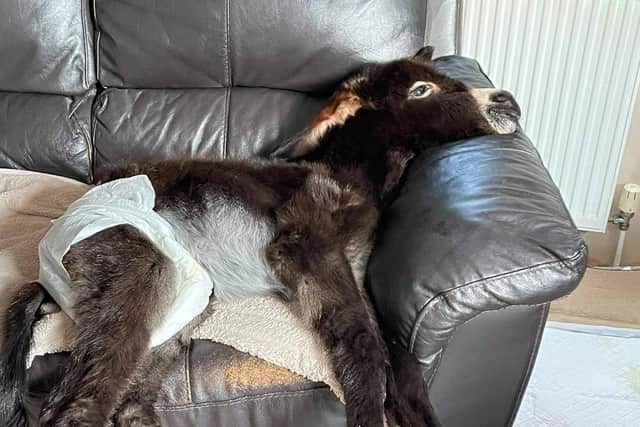 Kye has found comfort in his foster home - on the sofa.