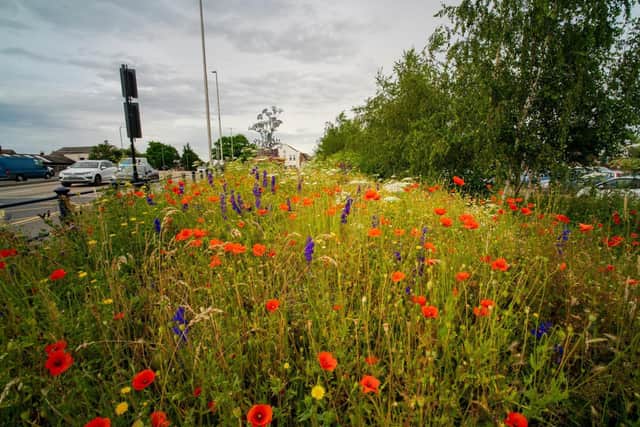The wildflower meadow at the side of Haven Bridge. Photo by Jaimanuel Freire Photography