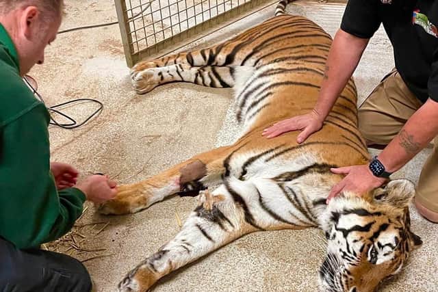 A vet takes a blood sample from the sedated tiger last week. Images supplied.