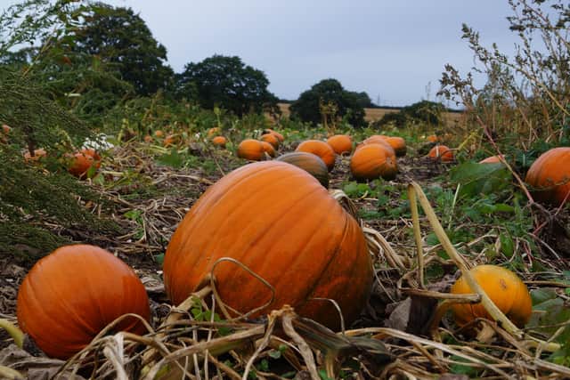 Just part of the field of pumpkins ready to be foraged EMN-210510-123626001