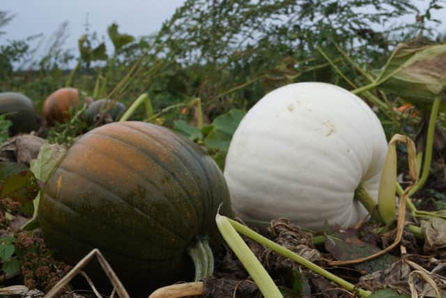 The mighty polar bear pumpkin on the right EMN-210510-123638001