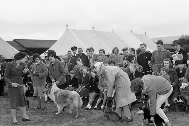 Judging starts at the Summer County Festival Dog Show, held in Edinburgh in May 1963.