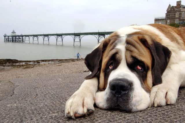 Oscar, a two-year-old St Bernard, has a hang-dog look maybe because his owners Dennis and Pauline Magill - visiting on a day trip from their home in Gloucester - have told him that from May 1 until September 30 he is not allowed on this area of the beach near Clevedon Pier, North Somerset.