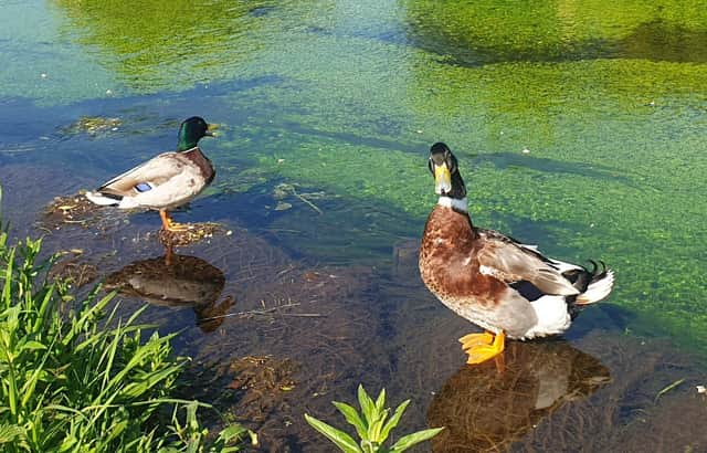 Winner – adult category - Dave Darmon – duck with attitude.