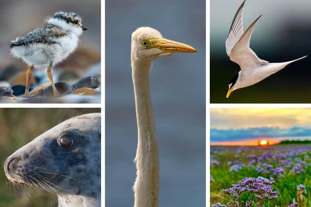 Some of Mike's stunning snaps from the shorebird sanctuary and reserve, including an adult Little Tern in flight, and Ringed Plover chick.