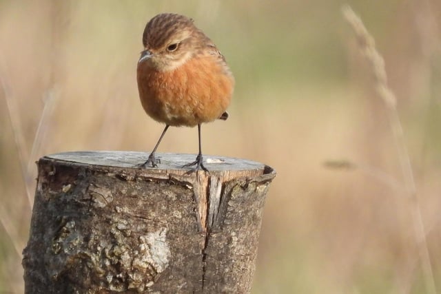 ​Ivan Dunstan was in the right place at the right time to snap this stone chat at the nature reserve in Langley Mill.