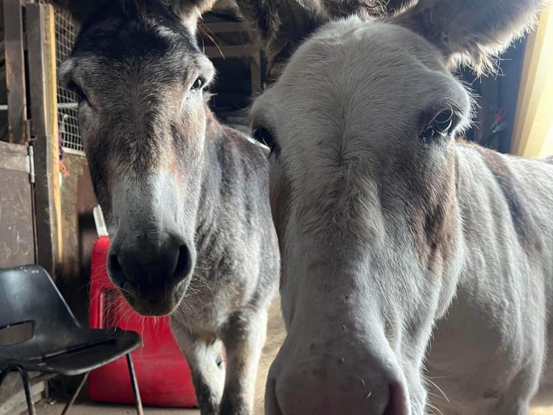 Vera and Morse the donkeys have been Ark residents for seven  years, and are available for sponsorship  via the website.